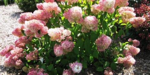 Hydrangea paniculata čarobno slatko ljeto: opis, fotografije i recenzije